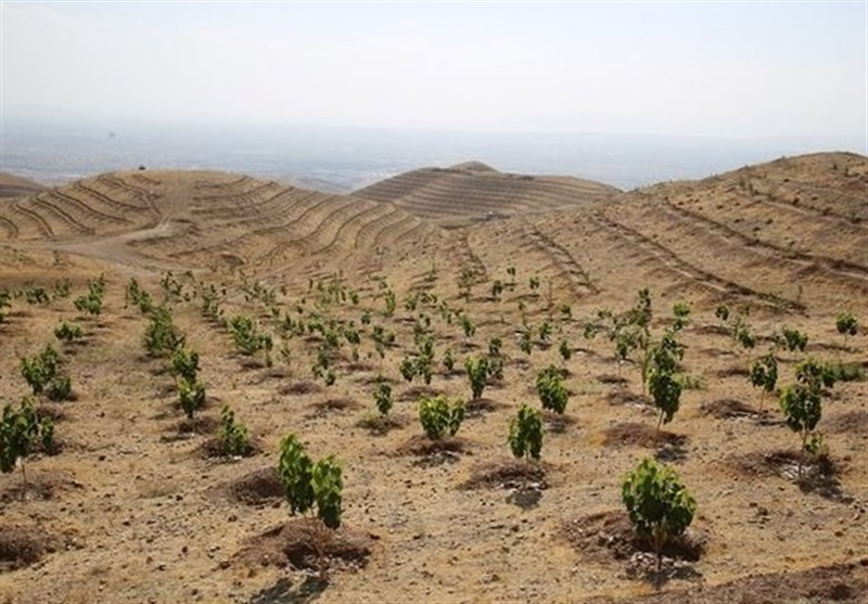 روستای جابوز خلیل آباد پیشرو در طرح ملی کاشت یک میلیارد درخت