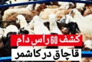 کشف ۶۰ رأس گوسفند قاچاق در محورهای مواصلاتی کاشمر