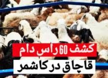کشف ۶۰ رأس گوسفند قاچاق در محورهای مواصلاتی کاشمر