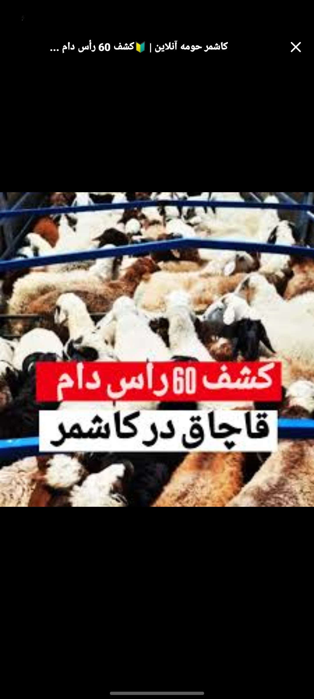 کشف ۶۰ رأس گوسفند قاچاق در محورهای مواصلاتی کاشمر